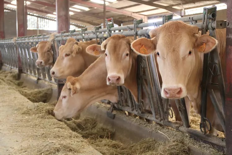 Farma Krava