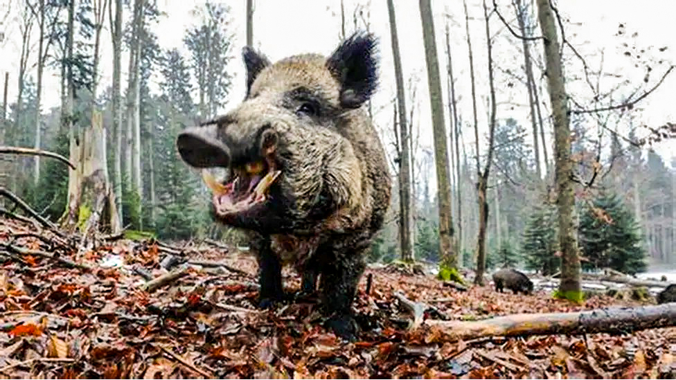 Divlja svinja Baranja