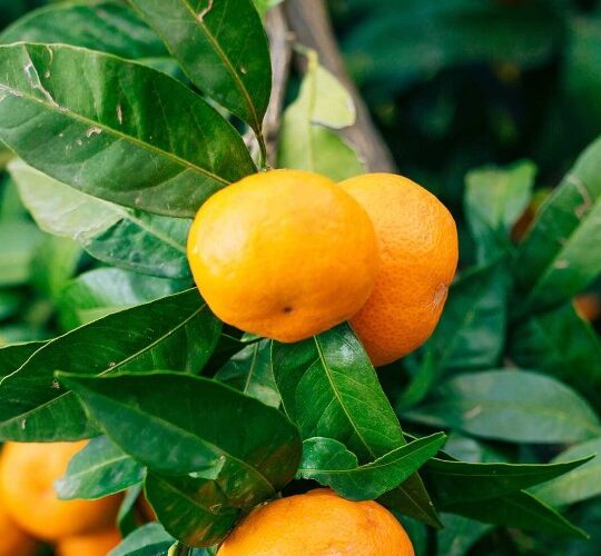 mandarine