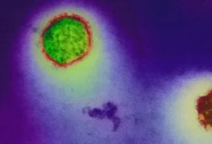 Hantavirus-infection_H.jpg