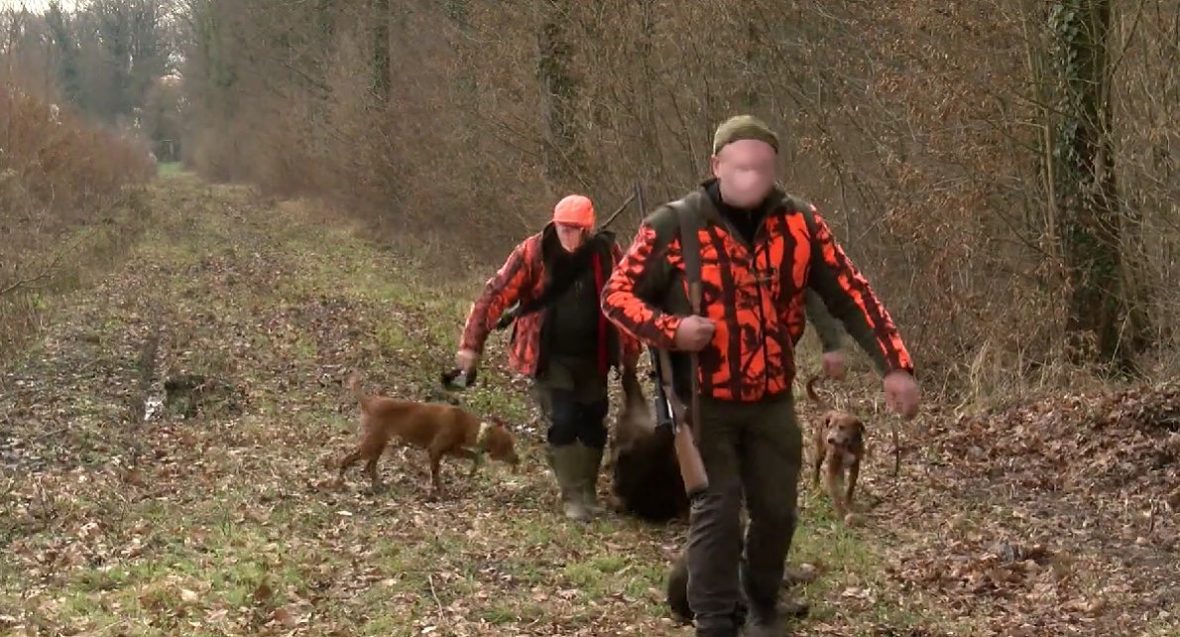 svinjska kuga