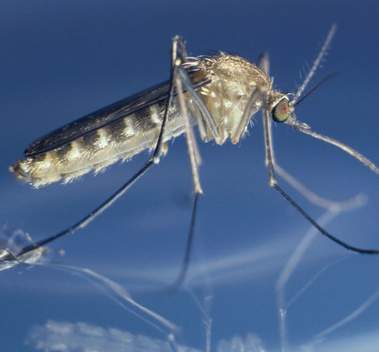 virus Zapadnog Nila