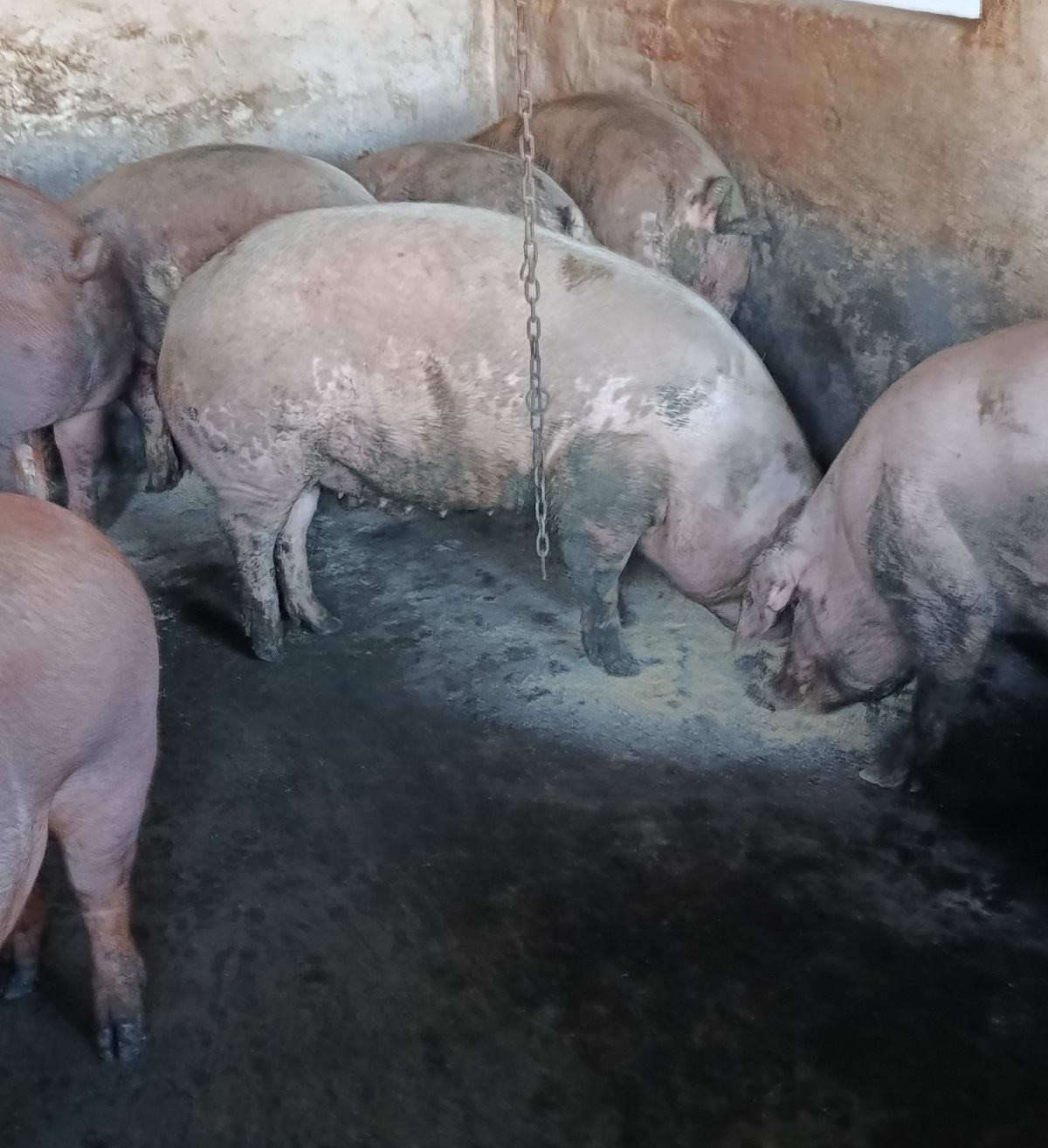 svinjske polovice kolinje kriza u svinjogojstvu